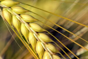 agriculture barley barley field close up